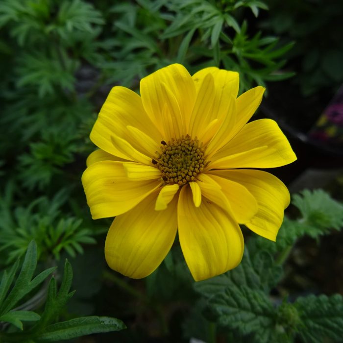 f0c2a214-38a8-49aa-954d-bc53ef55069d