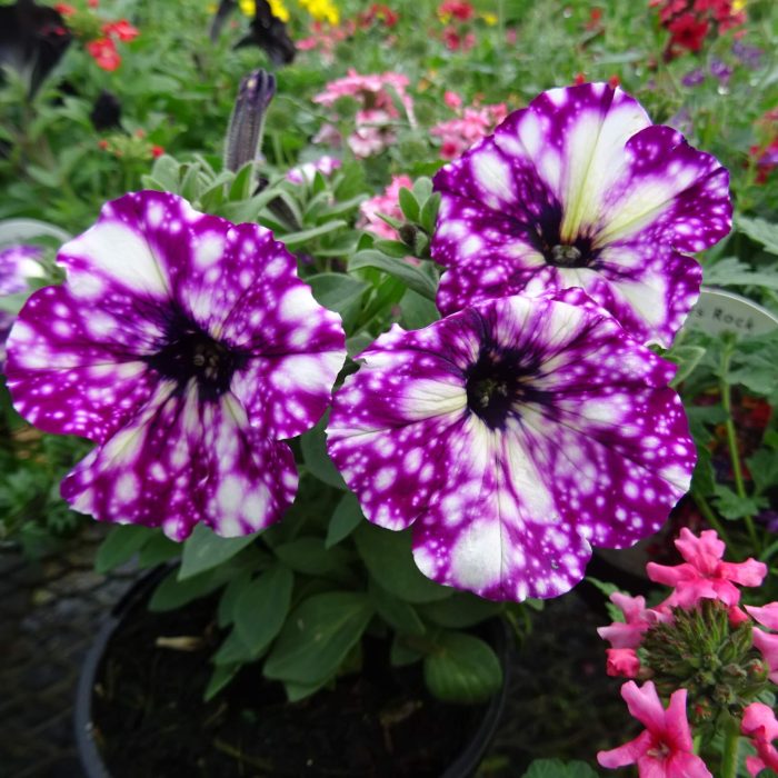 fdd27b02-5cef-48af-aa3f-7d7e3b52a137