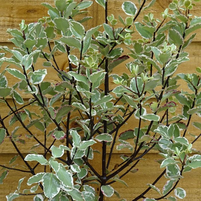 e46e7b7b-327f-441b-aa79-be40b9adb29b