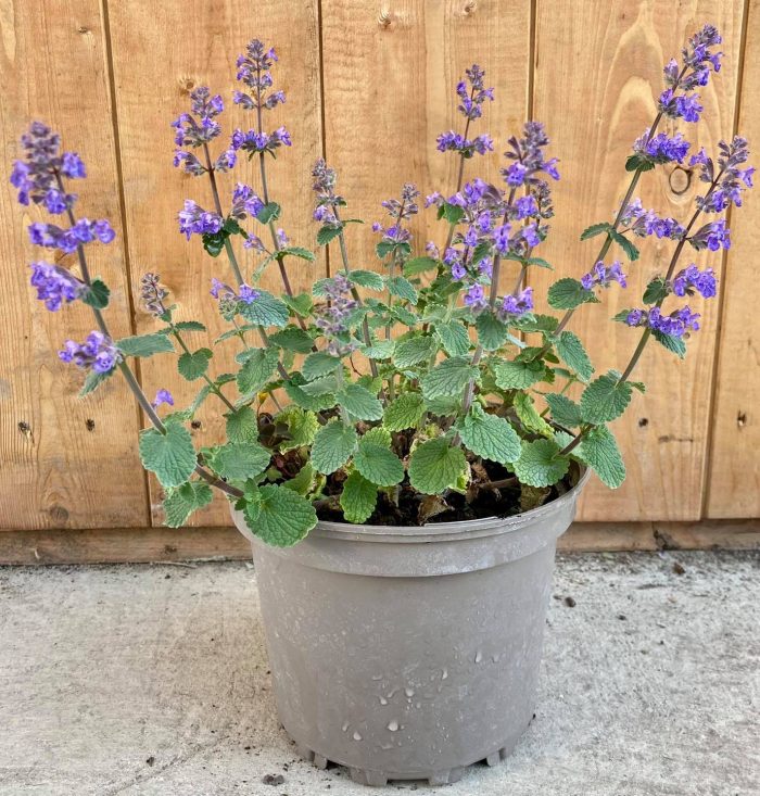 a63b4c32-d026-489d-a361-d11c5a236a77