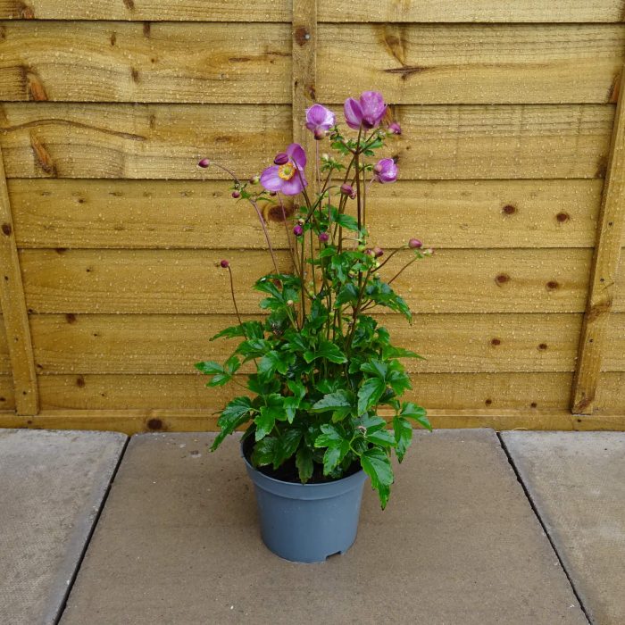 4886a062-3f49-4140-8fbc-43b78fd8605b