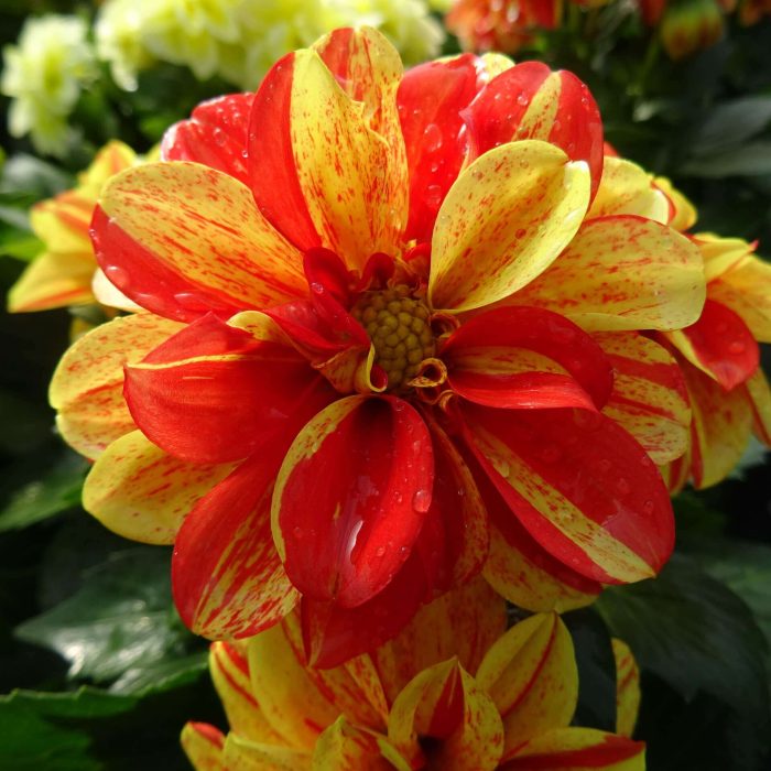 e7159bd6-2f62-4bc1-8751-7f8d18907506