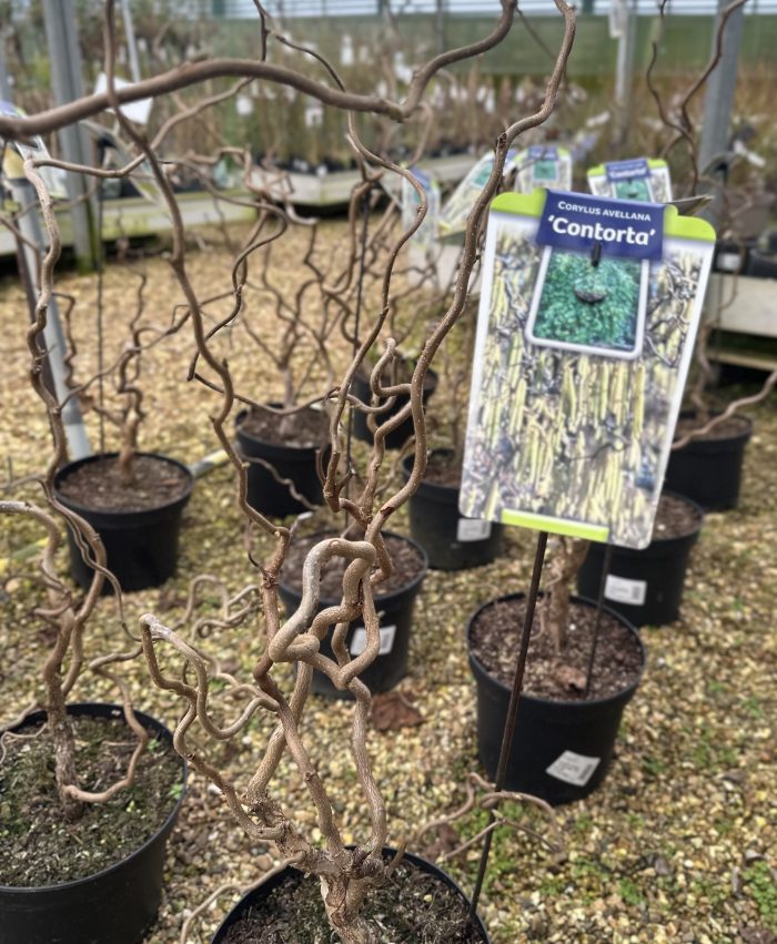 22f722d1fbd4523e7e84c1c295000633.jpeg 89379576-4858-4026-8a9a-223d3ebf172d