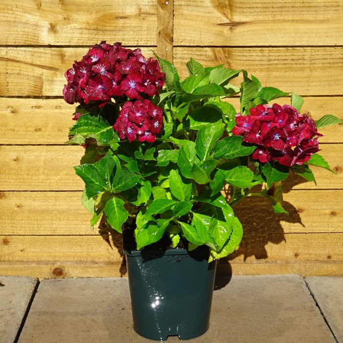 232d78a1d491fac6ba8c63b368eb12e1.jpg c28a331e-871b-48ae-a7e1-597c791891aa