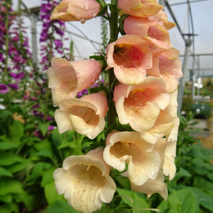 e772882b-6ee6-4a2b-a16a-7653afa81f62