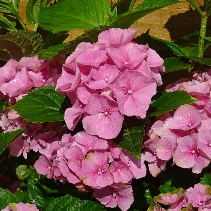 90f4cc11-2cec-48ef-b6f8-05bca086f04f