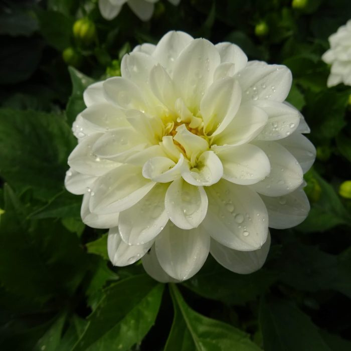 273dc50df7efeb108f9bd42df9cbd488.jpg ff20548c-f6ff-4552-b8d6-8ec6d7484874