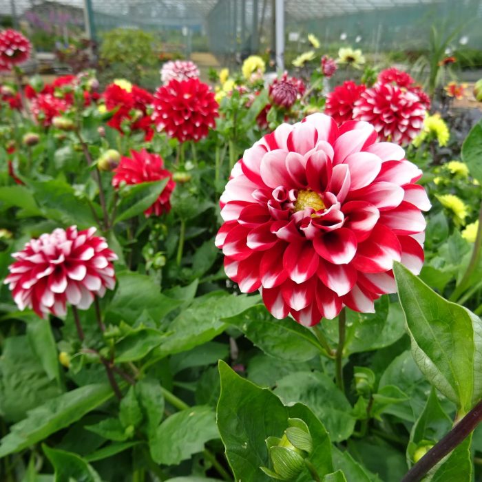 d82bf4a4-d55b-42bb-ae05-d03b1b32cf81