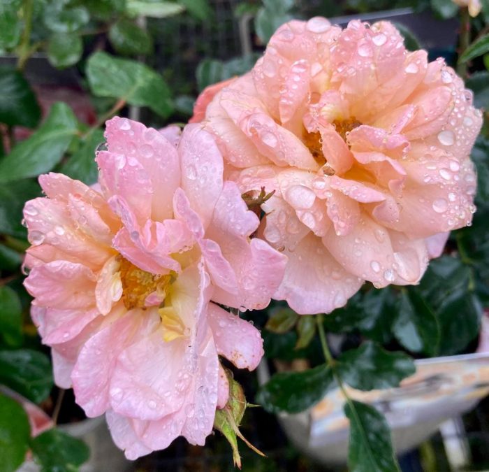 98a69fa0-d8c6-459d-901a-8b549c022b10