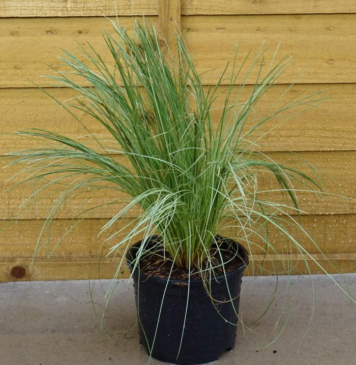 2b60768bf634e545c951cf17317c2c6e.jpg b7083e3a-a2b4-4e31-9270-1372ae60a214