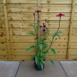 087f5ba5-8caf-444c-940f-4130aef0c6d8