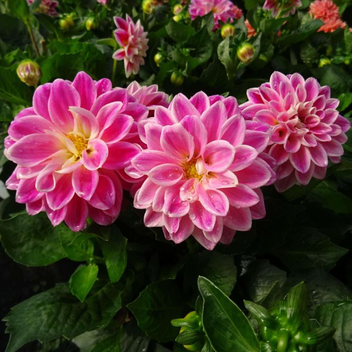 2b83a6c402c461387849f97eabdc2d27.jpg 16c86b19-7204-449c-ad5f-118b7e826324