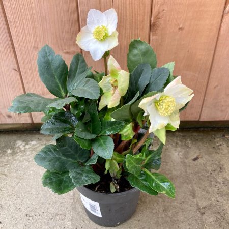 ae65a6c0-1545-4038-984b-bb25e0911fa1