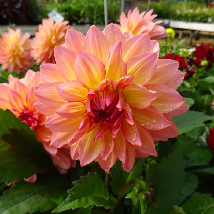 2d59d9008e3884aa3ca8ac69d6f10a84.jpg 9e8ff340-02dc-4b8a-99df-93ce04adeaae