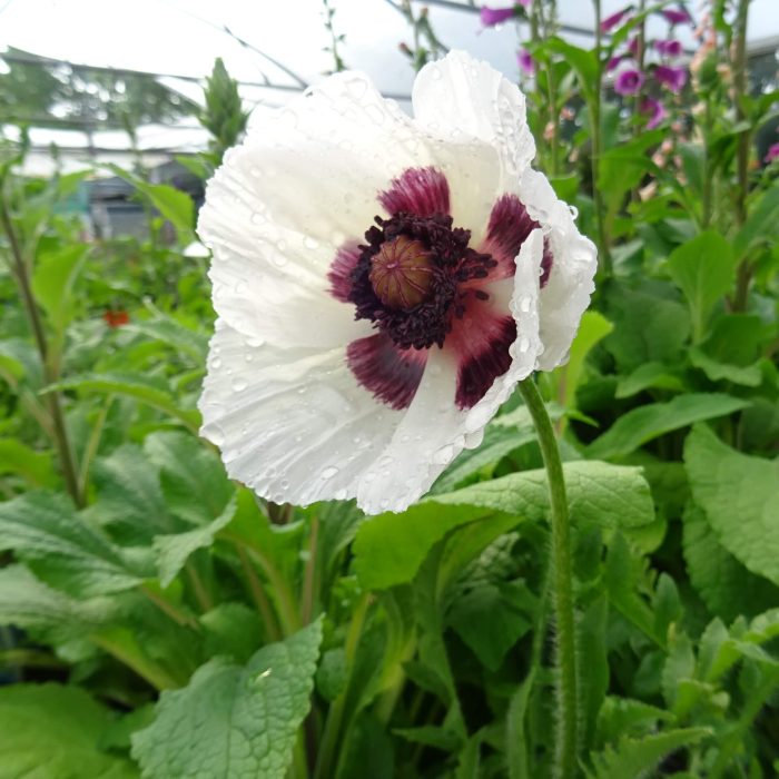 dc99ddf7-0334-463c-b942-729a63030784