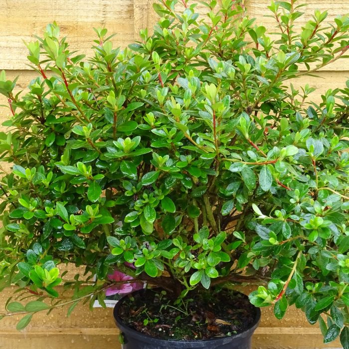 7818e582-9102-4f74-949b-fd34d347774d