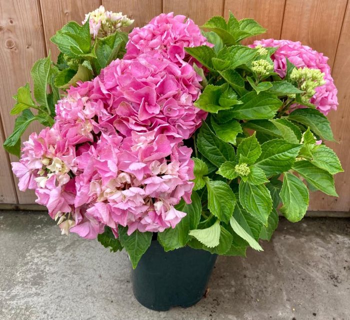 2e4deb0702fd25609ec1af280cc00161.jpg c4378381-060e-4321-a109-f469800a3635