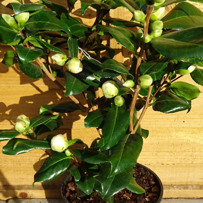 333b4dea-4d25-4b07-bafe-ca8e3d93d5d5