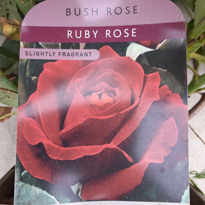 50f2fd2e-1e05-4745-a7e6-929bdfd741e6