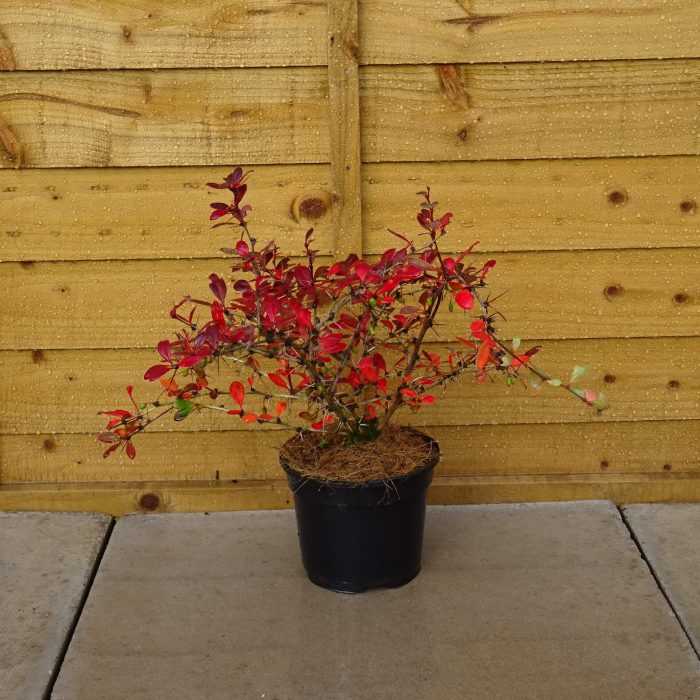 6509eca8-5329-4e9e-8972-d20746141f6d