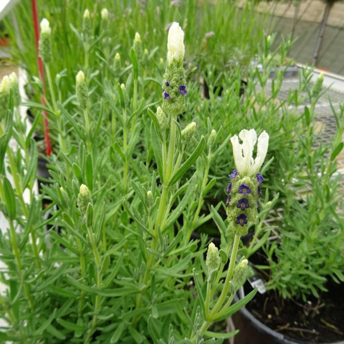 44f91932-7c60-4b44-85ed-2c235474d737