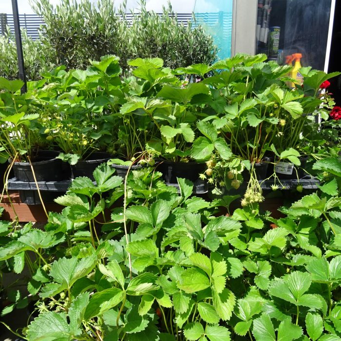 33c40ac92839753048c32f54ad596549.jpg afabab0a-1966-437c-bfc3-3f723fc5dec5