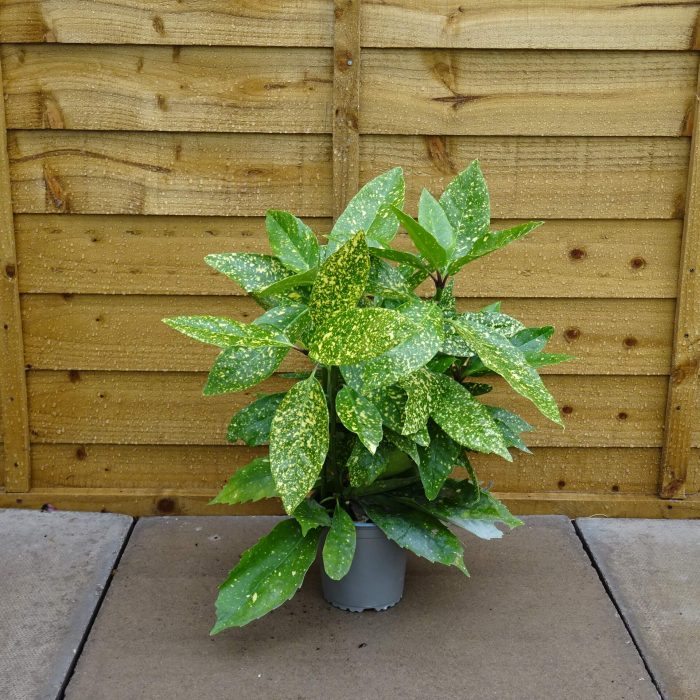 f61e64b9-47de-4c17-bb4b-831588cfeaa8