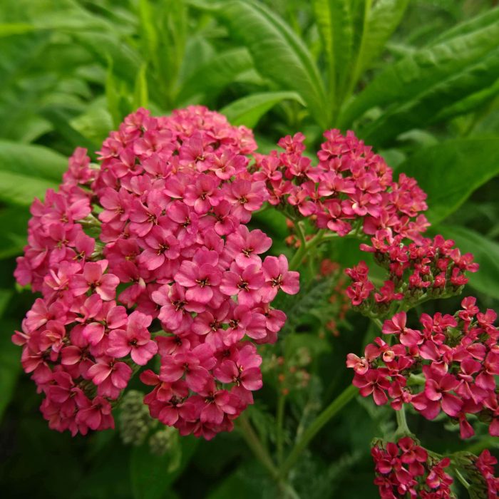 3505436f781ff7532f1416d1a8608842.jpg 577db6fe-82da-4a9a-a686-f5ce9d17c5c7