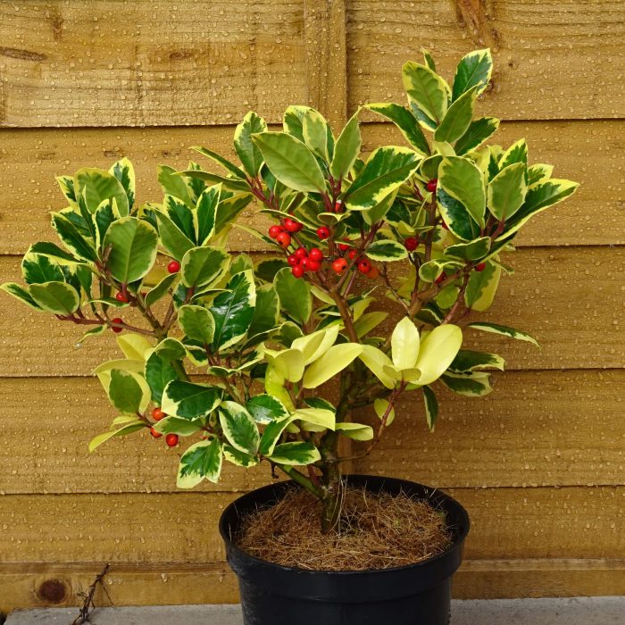 f1150a7b-a34a-40a8-8525-d848138b9a88