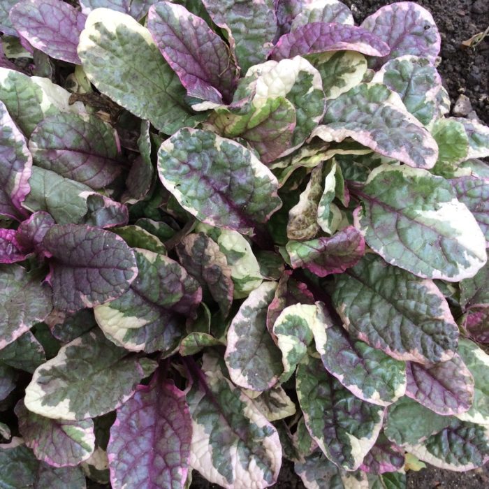 357d40ee8062ec8ad4c7ba2688ec9bec.jpeg 5b0e714b-7a82-4779-b334-5023f8a1f699