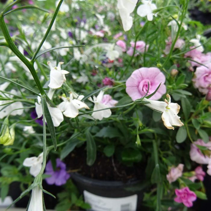 cdbb67fd-4ded-4a1d-96a5-d10641fc08b0