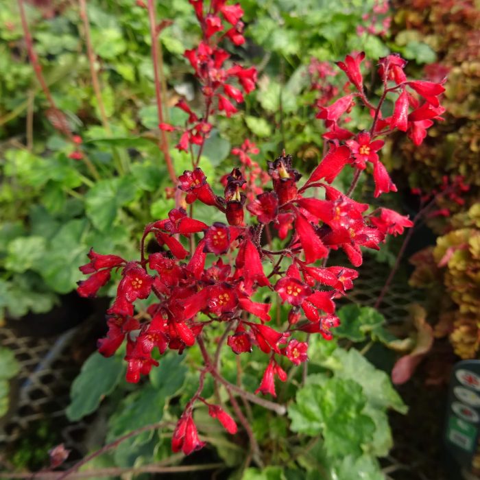 36d50cf112be52b7c886a9d20748b39c.jpg 79a53b88-f90a-49b8-bbc8-63dbd1f0b95a