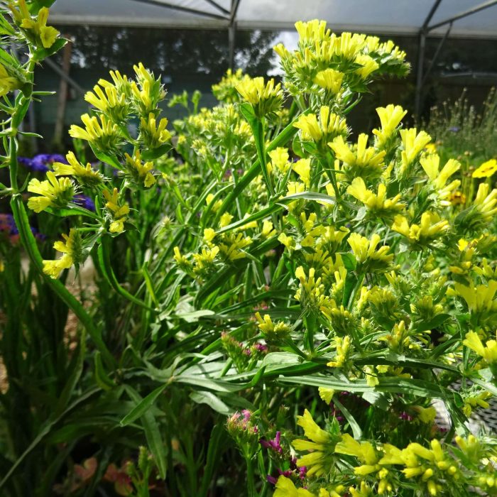 a38a205c-b867-47ad-aedf-018bf60cc563