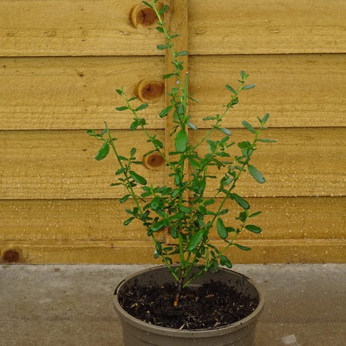 3723d530dffa32b1e4eb1ac5875f6376.jpg 45a91e7d-4ce4-475e-b2b5-8bb07b0ee71a