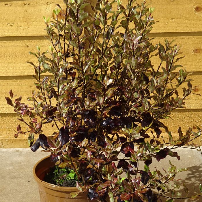 637d6608-571d-4606-817a-07364a3c009d