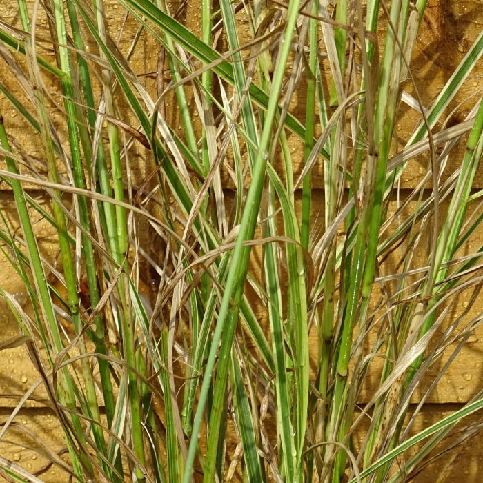 d5284b8a-26c5-4c7c-968b-cdd3bed0187e