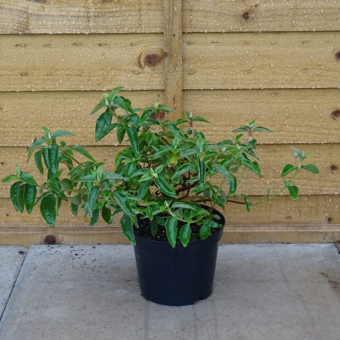 3a4240b958e74258c672998f5dfe4995.jpg 91a6ce56-c6ce-4f87-a0e4-085638c6d564