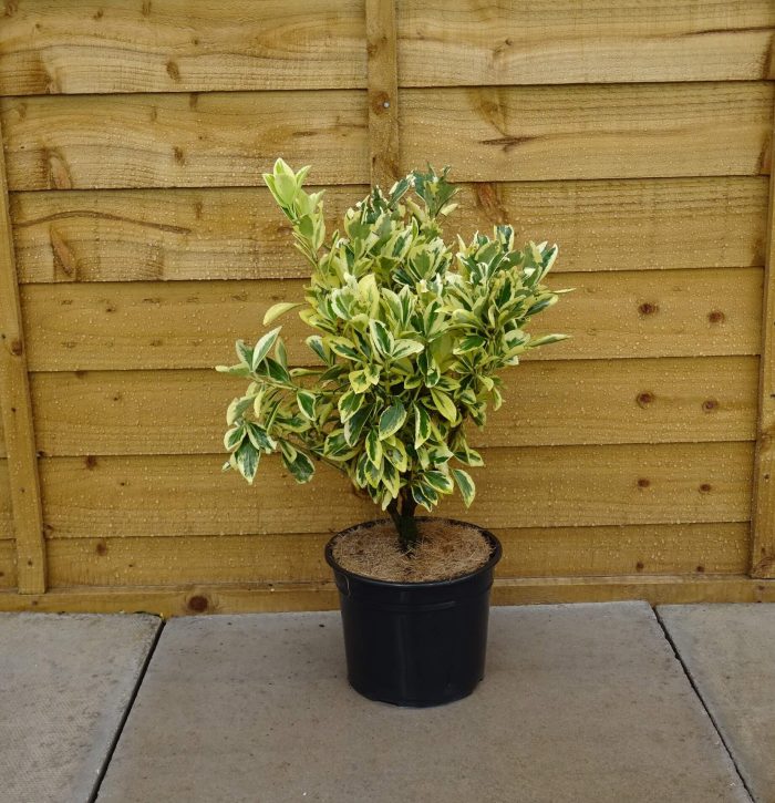 3cc3a185-f78c-4a44-aa7d-60f9d34a150d