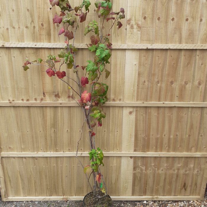 c302cf5a-6536-4c06-857c-878ccce5cd27