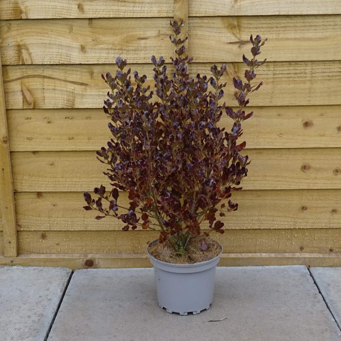 3d6cd5cd6e0df2fd4d0d38655afedb7f.jpg 90eaa217-2c58-4a43-a650-d33febc4a628