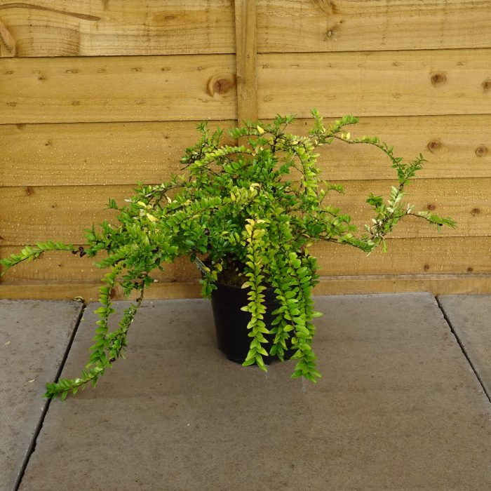 4c3d8f37-7d4e-4c1e-b8c4-f1720c5ea2a9