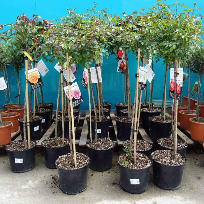 3d715bf9feb4f0a2ded68f1a119ae949.jpg 3d04b4a3-e8ec-4a91-a634-9a6610adc553