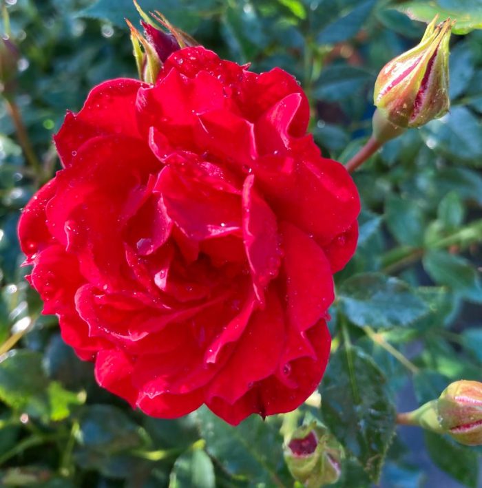 c4690479-1f6a-4ddf-9810-5caab6af8742