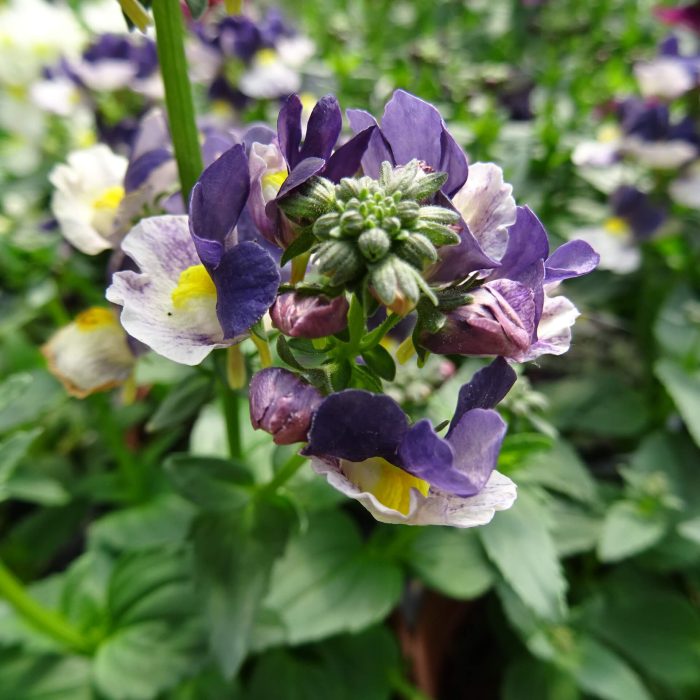 3dd216413cd187686ae9ddf5e82ebe03.jpg 92fb1e2f-2f76-4175-94a7-6f851a167acb