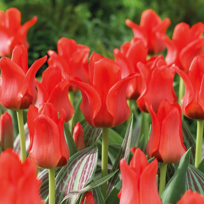 3e6b833aab0b19aa752d1ff71589ba60.jpg 48af4023-4e10-493a-b100-2a05bfa4789a