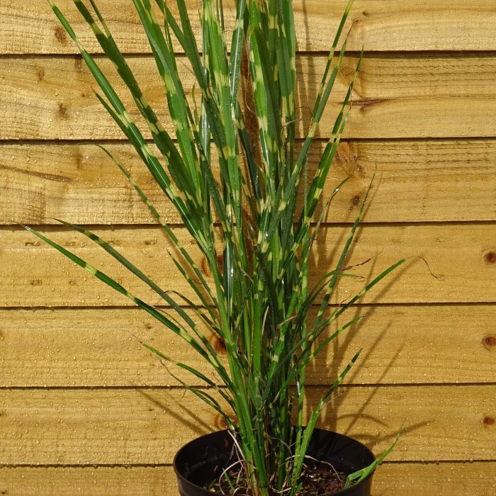 4c389238-0b9f-4c25-9fef-08fbfd6c923e