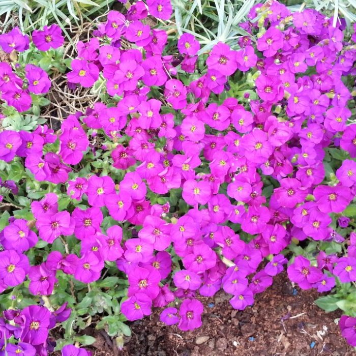 Aubrieta Kitte Blue 1L ⋆ Cuckoo Bridge Nursery & Farm Shop