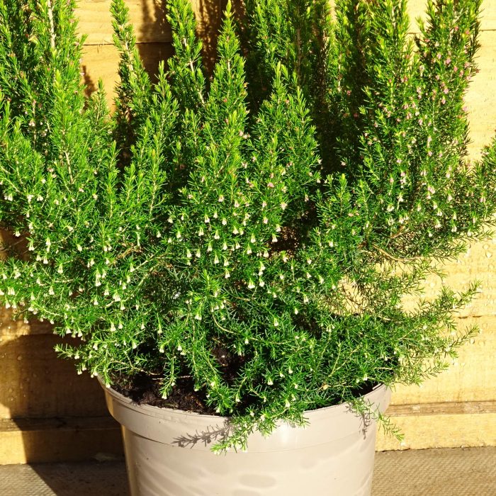 40c985d90cd3cc120353d58f190943c7.jpg 426cf61e-ad4c-4556-a30d-c68baa6e7352