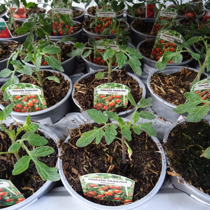 4136e2625d12505eb91c57be3a79f9a2.jpg 8d2d7195-8a39-4828-bfe0-04a2e1bdaabb