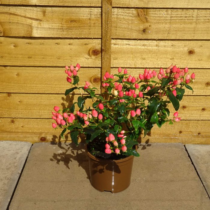 4198788421d4c50e790f9e2c7c1d9e7e.jpg 044eb08b-0354-4140-9f69-449510cb6d74